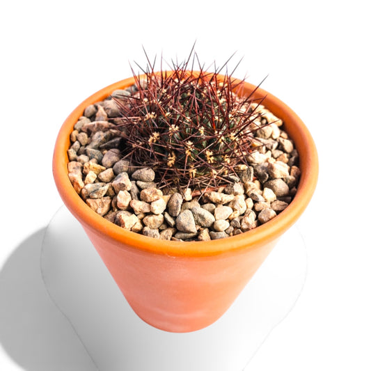 SULCOREBUTIA PURPUREA