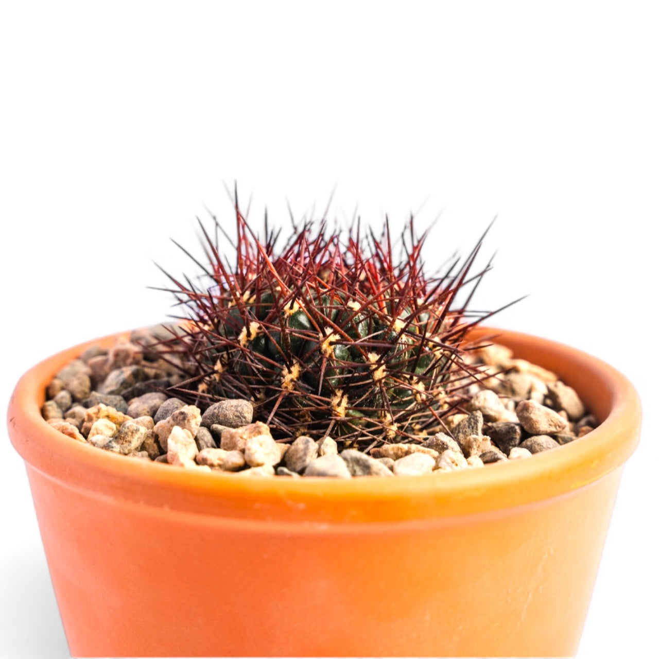 SULCOREBUTIA PURPUREA