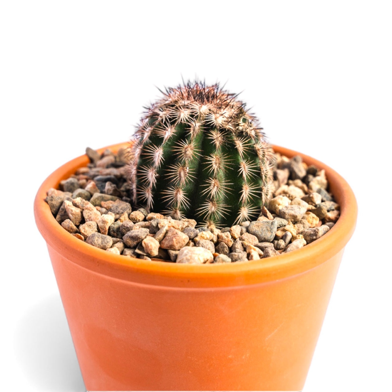 ENHINOCEREUS FITCHII