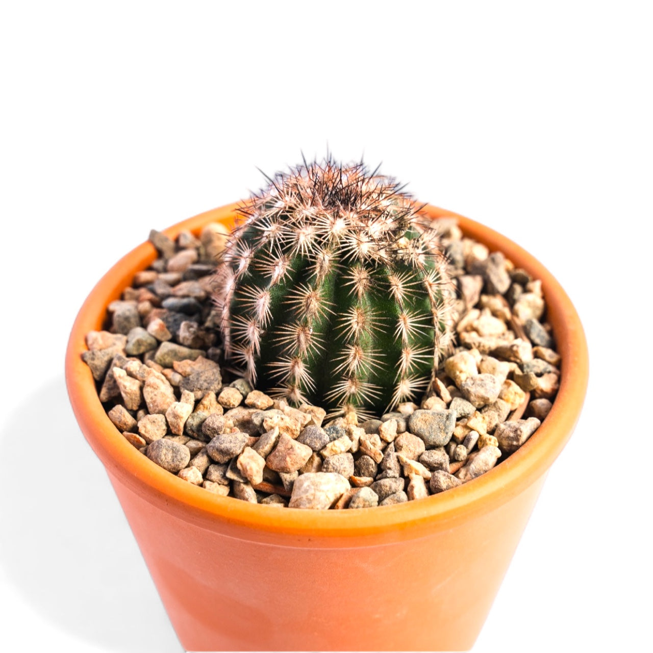 ENHINOCEREUS FITCHII