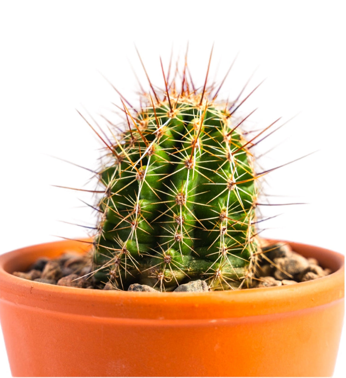 ECHINOCEREUS ENGELMANII