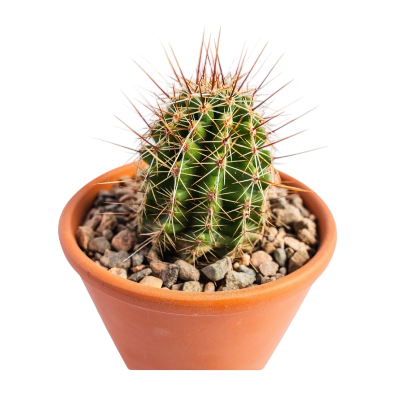 ECHINOCEREUS ENGELMANII